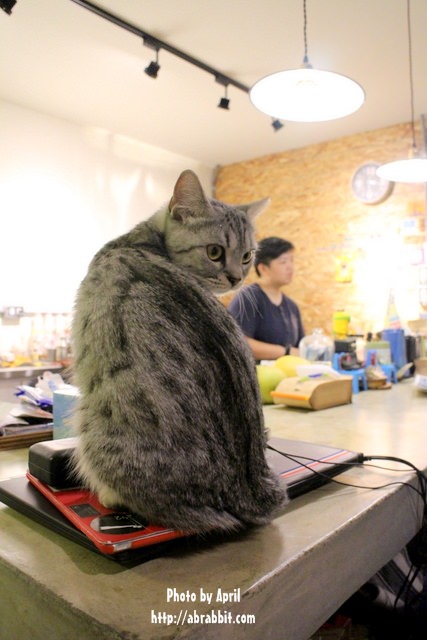 [台中]好日咖啡–逢甲巷弄咖啡廳，有隻可愛店貓唷！@逢甲 西屯區 福上巷
