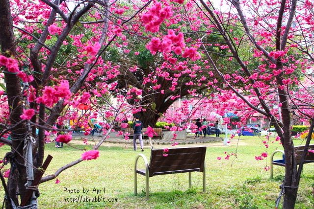 台中景點|崇德榕園，春天櫻花滿開啦！